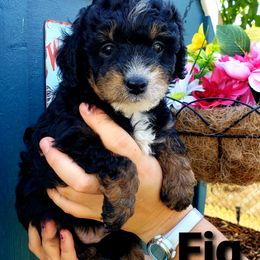 Goldendoodle Puppies from Just Doodling Dogs