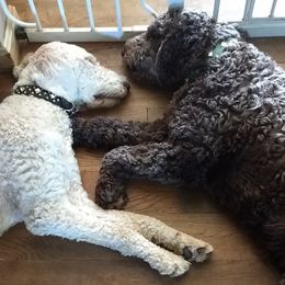 Labradoodles and Poodles from Oodles of Doodles and some Poodles
