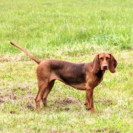 Luker - Colombian Fino Hound