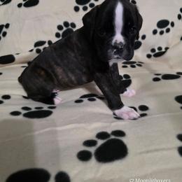 Sammy - Brindle male Boxer puppy in Thompson, Pennsylvania from Moonlitboxers