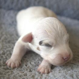 Rex - Tri-colored male Parson Russell Terrier puppy in Menifee, California from Wendover Terriers