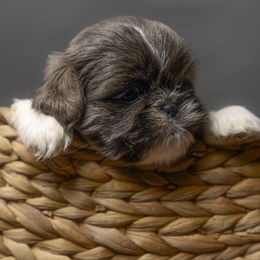 Girl1 - Blue and white female Shih Tzu puppy in Springville, Indiana from DeFord Shih Tzu