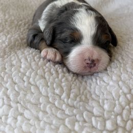 Bernedoodle Puppies from Root and Branch Bernedoodles