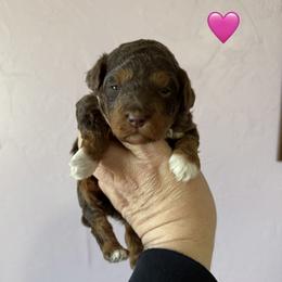 Pandora - Phantom female Poodle puppy in Columbiaville, Michigan from LAE Poodles