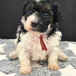Montana - Parti female Poodle puppy in Covington, Virginia from A  Gift from above kennel,  LLC