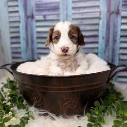 Rhodium - Chocolate male Australian Labradoodle puppy in Brush Prairie, Washington from Fancy Pants Labradoodles