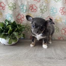 Chihuahua Puppies from KB Chihuahuas