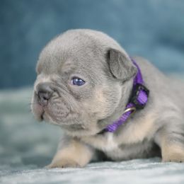 Lumi - Tricolors female French Bulldog puppy in Punta Gorda, Florida from Mingan French Bulldog
