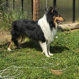 Collies from Alpine Collies