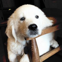 Golden Retriever Puppies from Coconut Cream Goldens