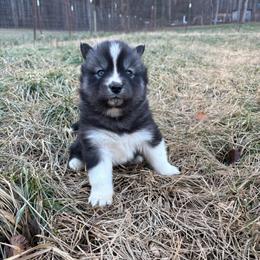 Yellow - Agouti and white female Siberian Husky puppy in Jonesborough, Tennessee from Dry Creek Siberians