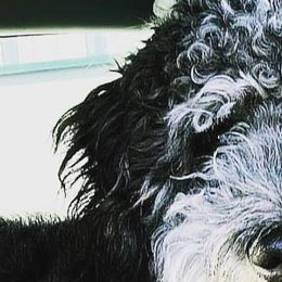 Aussiedoodles, Bordoodles, Corgipoos, and Shihpoos from Sugar Doodles