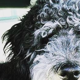 Aussiedoodles, Bordoodles, Corgipoos, and Shihpoos from Sugar Doodles