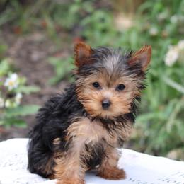 AUTUMN - Black and tan female Yorkshire Terrier puppy in Hughesville, Missouri from Puppykiss4u
