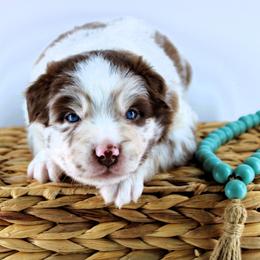 Laredo - Red merle male Australian Shepherd puppy in Plantersville, Texas from Jak Se Auss
