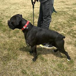 Odin - Boxer