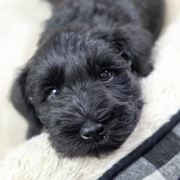 Luna - Black female Miniature Schnauzer puppy in Howell Township, New Jersey from Kateryna's Miniature Schnauzers