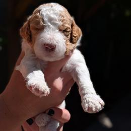Peach Collar - Parti male Goldendoodle puppy in Olympia, Washington from Sinclairdoodles