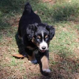 Willow - Black tri female Miniature Australian Shepherd puppy in Fort Smith, Arkansas from Rye Hill Aussies