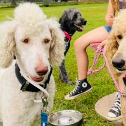 Aussiedoodles, Goldendoodles, Labradoodles, and Poodles from Hope House Doodles