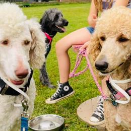 Aussiedoodles, Goldendoodles, Labradoodles, and Poodles from Hope House Doodles