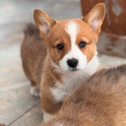Fig - Red male Pembroke Welsh Corgi puppy in Beggs, Oklahoma from Blue Diamond Corgi’s