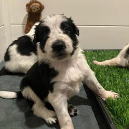 Blackjack - Black and white male Border Collie puppy in Holden, Missouri from Spotted Feather Farm