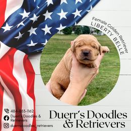 Goldendoodle and Golden Retriever Puppies from Duerr's Doodles & Retrievers