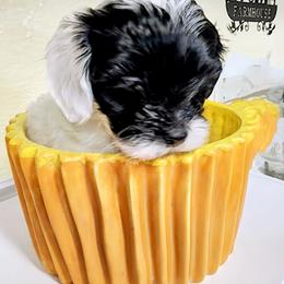 Panda ---Pardi (Black and White) - White male Havapoo puppy in Parks, Arkansas from BAK Home Pups
