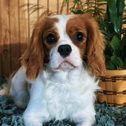 Jujy - Cavalier King Charles Spaniel