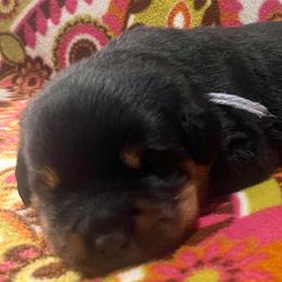 Hail - Black and mahogany male Rottweiler puppy in Crothersville, Indiana from The Solid Rock Kennel