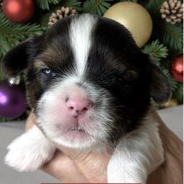 Trevor - Black gold and white male Cavatzu puppy in Oklahoma from Rocky Oak Cavaliers & Biewer Terriers LLC
