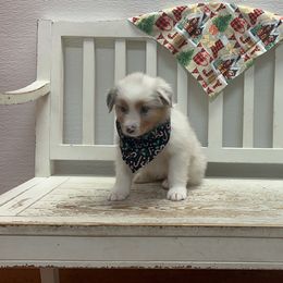 Boy 2 - male Australian Shepherd puppy in Arcanum, Ohio from Krafthaus Rottweilers & Australian Shepherds