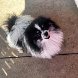 Pomeranian puppies from Maribel Poms