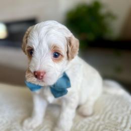 Moon - Parti male Goldendoodle puppy in Queen Creek, Arizona from Sunny Doodles