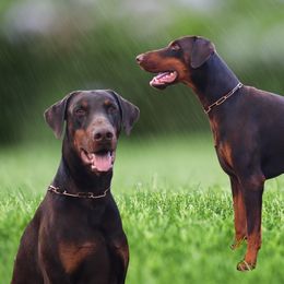 Kronk - Doberman Pinscher
