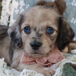 Oak - Dapple male Dachshund puppy in Wakarusa, Indiana from PuppyLove Dachshunds