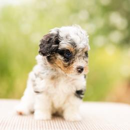 Blue - Merle male Cavapoo puppy in St. George, Utah from Ibby Dibby doodles