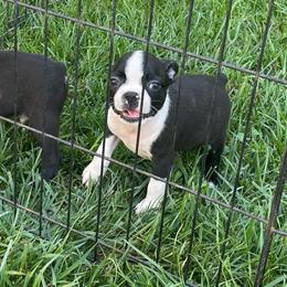 Leo - Black and white male Boston Terrier puppy in Fillmore, Illinois from Wind Hill Puppies