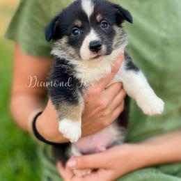 Titan - Black and tan male Pembroke Welsh Corgi puppy in Weston, Idaho from Diamond Fox Corgis