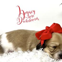 Dachshund Puppies from Legacy Lane Dachshunds