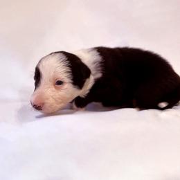 Lachlan - Black and white male Border Collie puppy in Paris, Texas from Broadmoor Farm