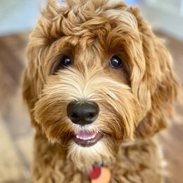 Star - Australian Labradoodle