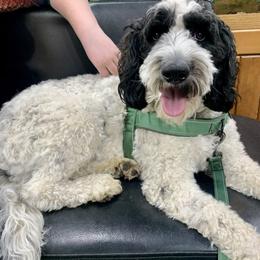 CeCe - Goldendoodle