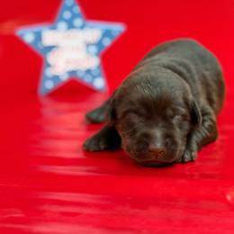 Rooster - Chocolate male Labrador Retriever puppy in Isle, Minnesota from Dog Ear Outfitters