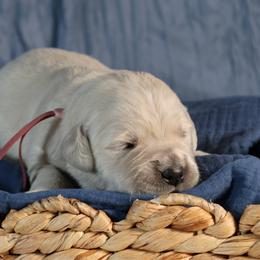 Kenai - Light golden female Golden Retriever puppy in Payette, Idaho from Stonewick Retrievers