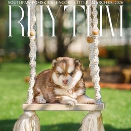 Rhythm - Red and white male Pomsky puppy in Mattoon, Illinois from Southpaw Pomskies