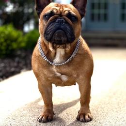 Hailey - French Bulldog