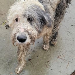 Goldendoodles, Poodles, and Schnoodles from For the LOVE of Poodles, Doodles and Sheepdogs