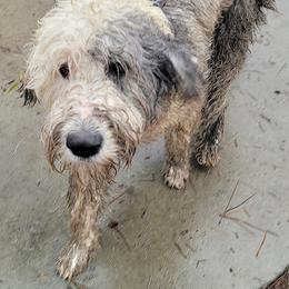 Goldendoodles, Poodles, and Schnoodles from For the LOVE of Poodles, Doodles and Sheepdogs